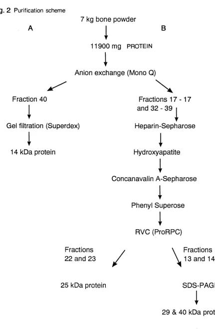 Fig. 2  Purification scheme