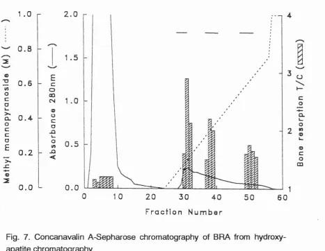 Fig. 7. Concanavalin A-Sepharose chromatography of BRA from hydroxy­