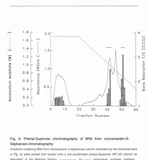 Fig. 8. Phenyl-Superose chromatography of BRA from concanavalin-A- 