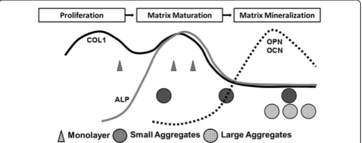Figure 7 Prediction of the osteoblast development stage as the function of the culture conditionsand duration through depicting the temporal gene expression data (Figure 2) into the profile ofmarker gene expression produced by Lian and Stein (modification 