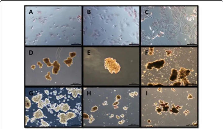 Figure 3 ALP activity of the cells in the three types of cultures (A-C: monolayer; D-F: coated substrate;G-I: non-coated substrate) over three culture time points (A, D, G: 24 hours; B, E, H: 48 hours; C, F, I:72 hours)