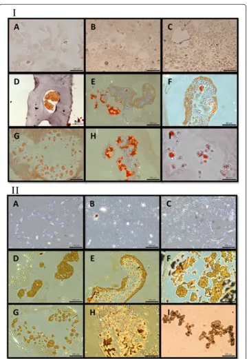 Figure 4 Alizarin Red staining (I) and von Kossa staining (II) of the cells in the three types ofcultures (A-C: monolayer; D-F: coated substrate; G-I: non-coated substrate) over three culture timepoints (A, D, G: 24 hours; B, E, H: 48 hours; C, F, I: 72 hours).