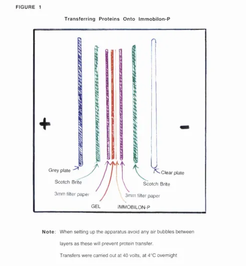 FIGURE 1Transferring Proteins Onto Immobilon-P