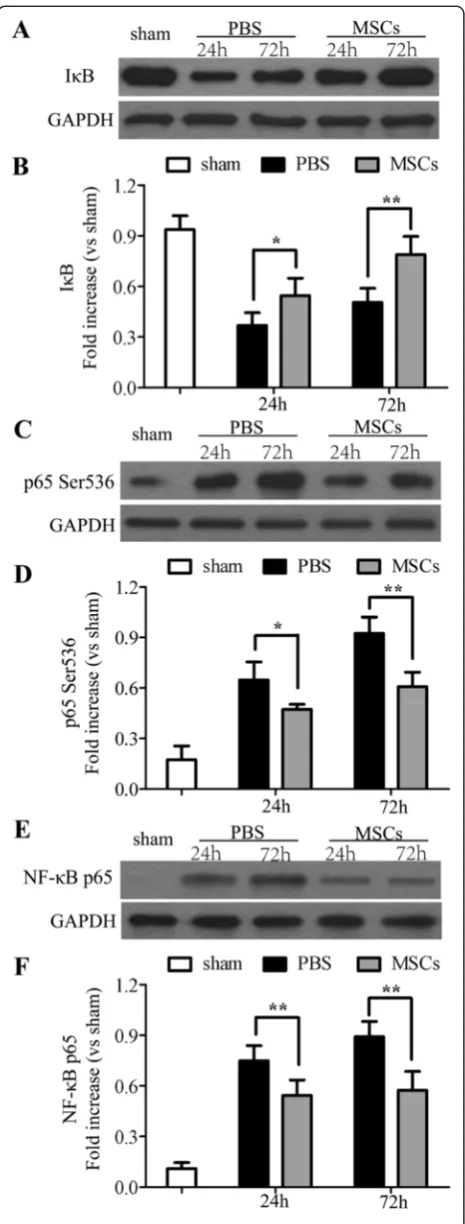 Figure 10 Effects of MSC on NF-κB signaling pathway.Treatment with MSCs suppressed activation of the NF-κB signalingpathway 24 and 72 h after ICH