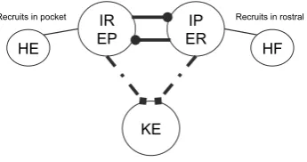 Fig. 7 Reduced module controlling knee extensor activity. Two interneuron units form a half-center oscil-lator, linked by mutual inhibition (thick solid lines)
