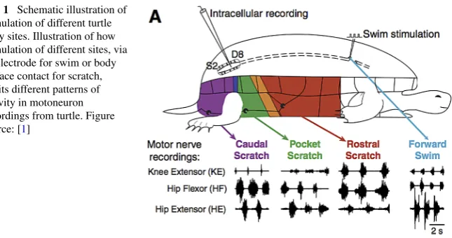 Fig. 1 Schematic illustration ofstimulation of different turtlebody sites. Illustration of howstimulation of different sites, viaan electrode for swim or bodysurface contact for scratch,elicits different patterns ofactivity in motoneuronrecordings from tur