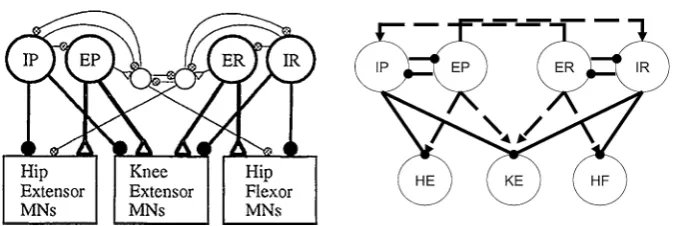 Fig. 2 Proposed (source for proposed architecture: [hibitory synaptic connections,left) and implemented (right) network architectures