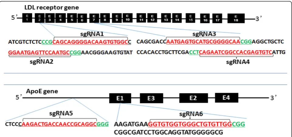 Fig. 1 LDL receptor and apoE genes map and targeting sequences. Schematic illustration of the CRISPR/Cas9-targeting sites of rabbit LDLR andapoE genes