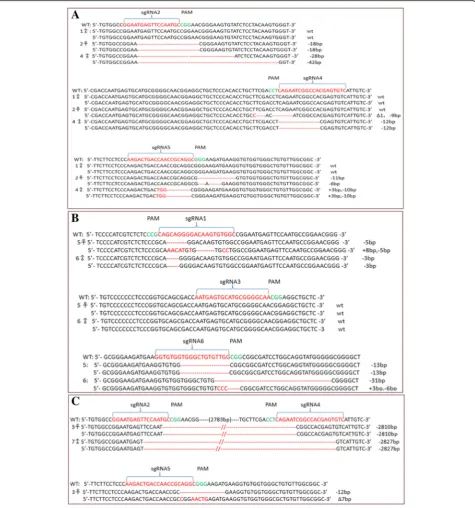 Fig. 2 Mutations of the modified alleles were detected by sequencing. (Mutations generated by LDLR sgRNA 2,4 and apoE sgRNA 5 (3a) Mutations generated by LDLR sgRNA 2, 4 and apoE sgRNA 5, primerP1, P2, P3 were used (1♂, 2♀, 4♂)