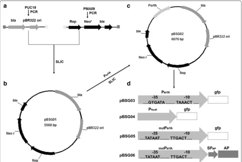 Fig. 7 The schematic diagram of the construction of the replaced by the highly conserved sequence promoter Presistance gene (resistance gene (E