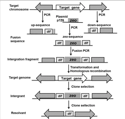 Fig. 8 The sketch displays the procedure for the deletion of the target gene on a chromosome using the dif/Xer recombination system