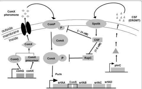 Fig. 1 The schematic model for the regulation of the transcription of the ated quorum sensing in srf operon network involved in two extracellular signaling peptide-medi-B