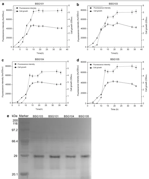 Fig. 3 Over-expression of GFP using the plasmid pBSG03 in B. subtilis 168 (a), BSG1681 (b), B