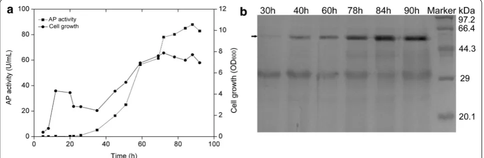 Fig. 6 Over-production of aminopeptidase (AP) using the constructed auto-regulatory gene expression system