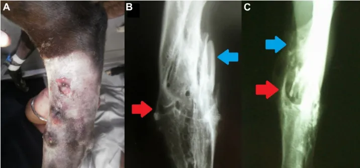 Figure 1 affected forearm, day 0.Notes: (A) Fistulas. (B) Lateral radiograph. (C) Frontal radiograph