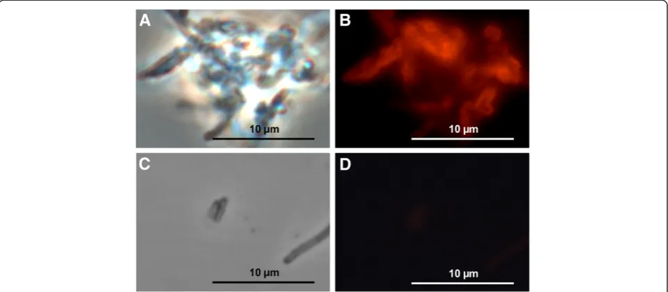 Figure 2 Fluorescence microscopic images of S-layer coated polyelectrolyte capsules. Images of filamentous polyelectrolyte capsules withHiLyte Fluor™ 488 amine linked S-layer polymer proteins in phase contrast mode (A), and excited by light in the 480–570 