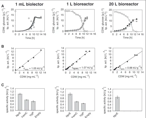 Figure 6 Scale- up of C. glutamicum batch culture. Left column: Microtiter cultivation (8 replicates, cells harvested for offline analytic)