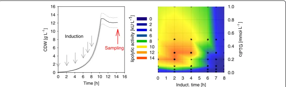 Figure 5 Induction profiling. A: CDW of a MTP culture of C. glutamicum expressing NprE- Cutinase in CG XII (20 g.L-1 Glucose)