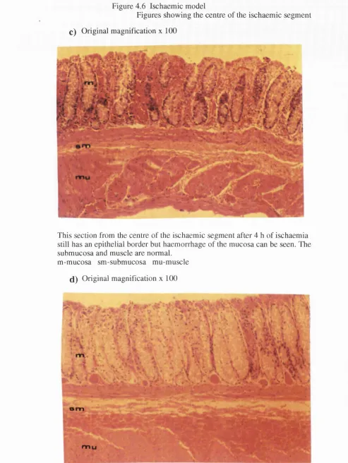 Figure 4.6 Ischaemic model
