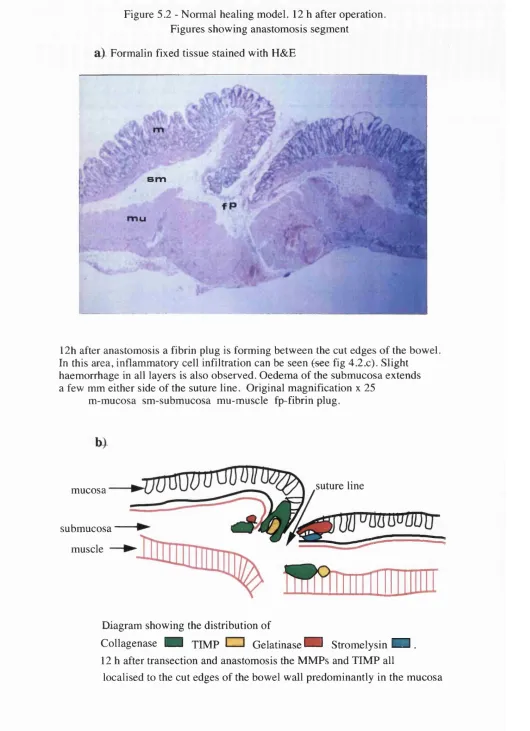 Figure 5.2 - Normal healing model. 12 h after operation.