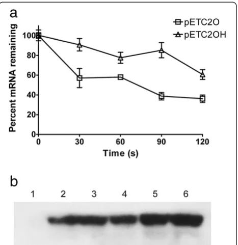 Figure 1 Gene expression profiles and western blot analysis of(PhaC2Pss in recombinant E