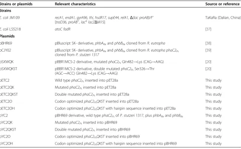 Figure 2 Strategy for constructing DNA cassettes expressing different PhaC2Pss for PHA production