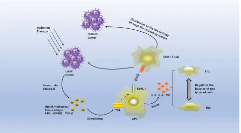 Figure 1 The potential mechanisms underlying the occurrence of the abscopal effect.