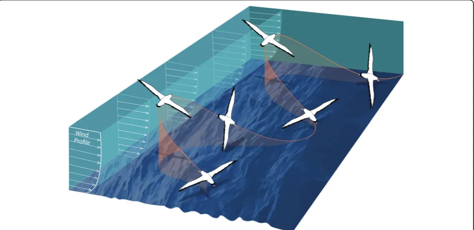 Fig. 1 Schematic diagram showing an albatross flying in an across-wind direction using an S-shaped dynamic soaring maneuver (redrawn from[13])