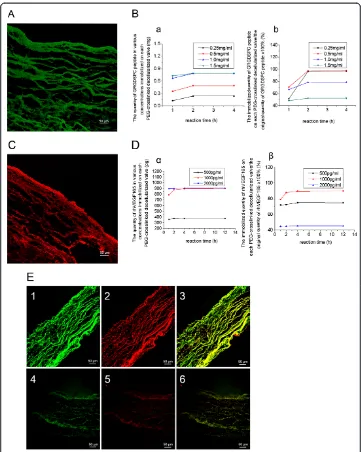 Figure 4 The effect of conjugation under laser scanning confocal microscope and the amount ofconjugation