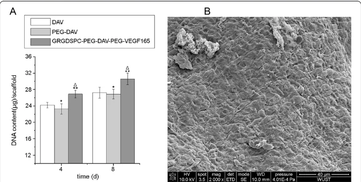 Figure 5 The quantification of DNA at different time among groups and scanning electronphotomicrographs of GRGDSPC-PEG-DAV-PEG-VEGF165 group