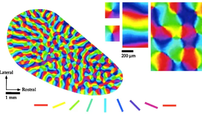 Fig. 1 Layout of orientation preferences in the visual cortex of a tree shrew (modiﬁed from Bosking et al.to vertical stimuli)