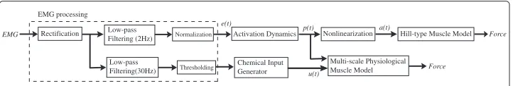 Figure 1 A flowchart of EMG-force estimation by the Hill-type model and multiscale physiologicalmuscle model.