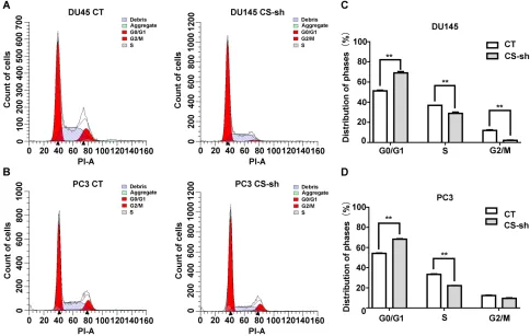 Figure 3 Decreased expression of CS inhibited cell cycle progression in vitro. (knockdown or CT vector