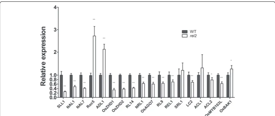 Fig. 9 qRT-PCR analysis of the expression of genes related to leaf shape regulation inthe difference between the WT andDouble asterisk rel2 mutant