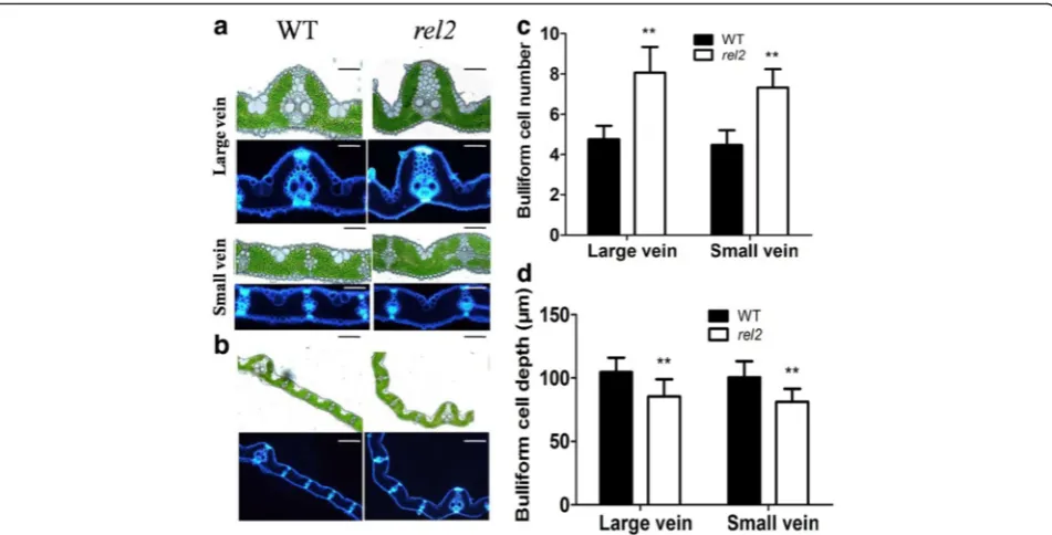 Fig. 3 Histological analysis of the leaf blades between WT andBars = 200leaf from the rel2 mutant