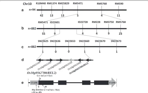 Fig. 4 Map-based cloning of94 F REL2. a-c Primary mapping of REL2 (a) and fine mapping of REL2 (b, c)