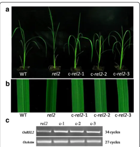 Fig. 5 Complementary experiment ofindependent complementary lines c- rel2 mutant. a WT and rel2mutant and T0 transgenic plants c-rel2-1, c-rel2-2 and c-rel2-3
