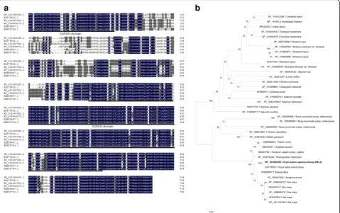 Fig. 6 Multiple sequences alignment of REL2 with its highly similar protein sequences and phylogenic tree.accession number: KQK89897.1] and a Multiple sequences alignment ofOryza sativa Japonica Group [GenBank accession number: NP_001065395.1, REL2], Oryza
