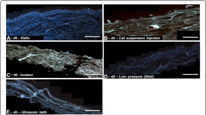 Figure 3 Representative immunofluorescence cross section images of seeded matrices (blue) afterthe scaffold, while ((seeding
