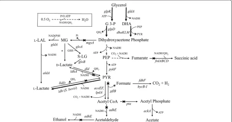 Figure 1 Pathways involved in the microaerobic utilization of glycerol and the synthesis of fermentation products in native andrespiratory L-lactate dehydrogenase;kinase