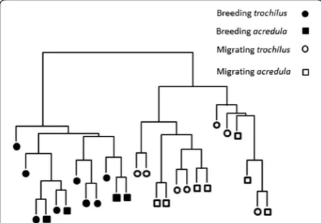 Fig. 2 Hierarchical clustering of the array expression profiles for the26 male willow warblers included in the analyses