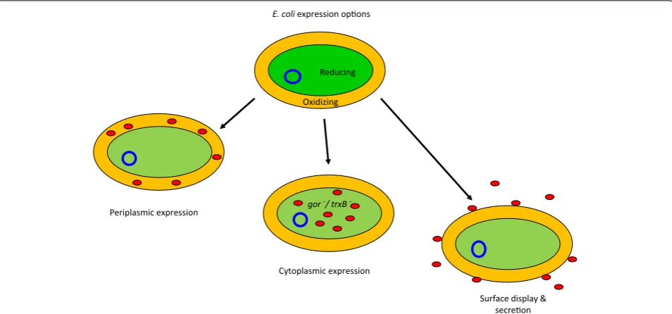 Fig. 1 Conventional antibody expression in E. coli. Most of the recombinant antibodies rely on the formation of disulfide bonds in order to reach their native structure