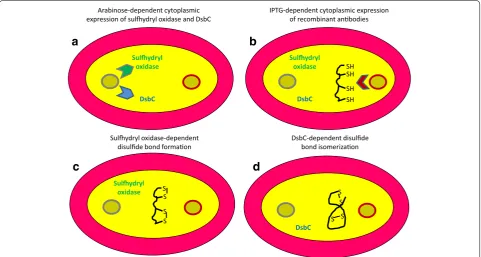 Fig. 2 Alternative antibody expression in E. coli cytoplasm. Effective accumulation of functional recombinant antibodies can be obtained by expressing sulfhydryl oxidase and DsbC isomerase (a) in the cytoplasm before inducing antibody expression in the sam