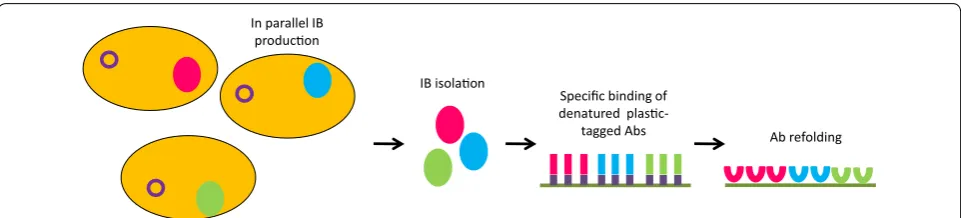 Fig. 3 Surface–activated refolding of recombinant antibodies. Bacteria are first forced to produce inclusion bodies formed by recombinant anti-bodies fused to peptides affine for plastic