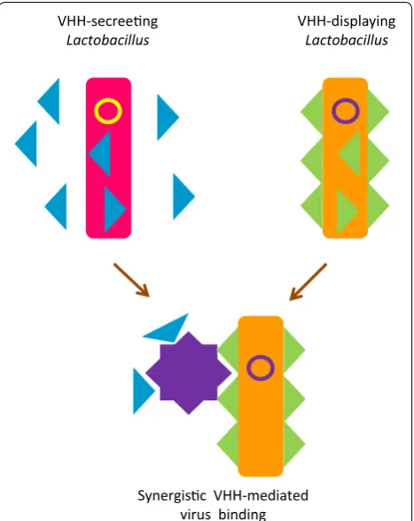 Fig. 4 bodies) maintain the capacity to produce recombinant antibodies after ingestion and promote the accumulation of virus-neutralizing Lactobacilli as antibody-based functional food