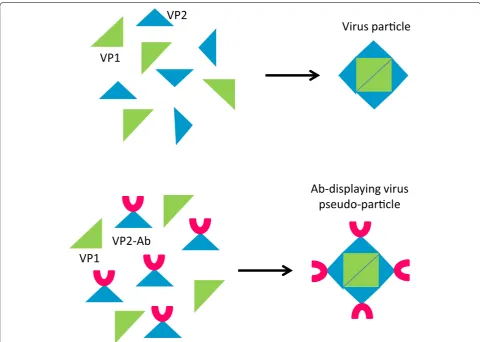 Fig. 7 Multivalent antibody nanoparticles. Virus proteins can assemble into virus-like particles also when one of them is fused to antibody frag-ments