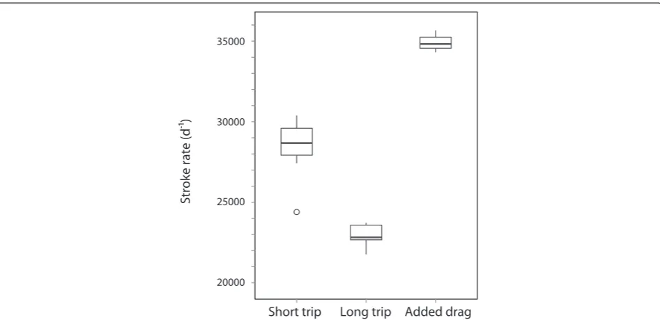 Fig. 5 Flipper stroke rates were higher for northern elephant seals (Mirounga angustirostris) swimming normally during the short foraging trip (N= 13) than during the long foraging trip (N = 6)