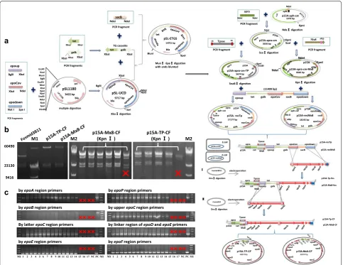 Figure 2 Construction of plasmids containing the epothilone biosynthetic gene cluster and their expressions in M