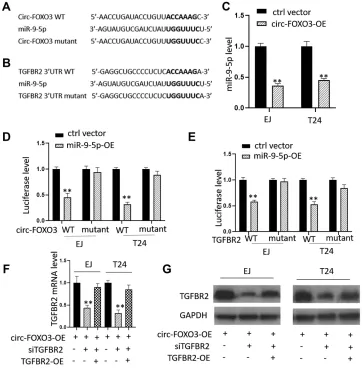 Figure 3 Circ-FOXO3 regulated TGFBR2 expression by targeting miR-9-5p. (expression vector with TGFBR2 siRNA or circ-FOXO3 expression vector, TGFBR2 siRNA and TGFBR2 expression vector