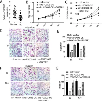 Figure 4 Overexpression of circ-FOXO3 attenuated cell growth, migration, and invasion of bladder cancer cells by regulating TGFBR2